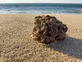 Piece of coral washed up on beach by waves. Royalty Free Stock Photo