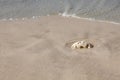 Piece of dead coral left by tide on sand. Royalty Free Stock Photo