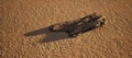 Piece of dead tree wood on rippled sand on beach in sunlight. Royalty Free Stock Photo