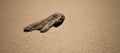 Piece of dead tree wood on rippled sand on beach in sunlight. Royalty Free Stock Photo