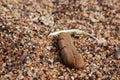 Piece of drift wood and a feather sail on textured sea beach sand background Royalty Free Stock Photo