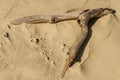 Driftwood Lying on a Textured Beach