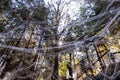 Piece of a forest decorated with cobweb with a sun rays coming from above Royalty Free Stock Photo