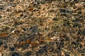 Piece of forest floor in autumnal colors from close