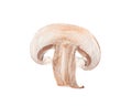 Piece of fresh  mushroom on white background Royalty Free Stock Photo