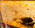 A piece of fresh and sweet dessert honeycomb station in a breakfast buffet, self service