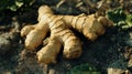 A piece of ginger root is sitting on the ground Royalty Free Stock Photo