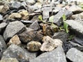 a piece of grass caught in a pile of stones