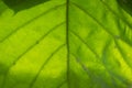Green leaf underlighted Royalty Free Stock Photo