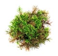 Piece of green moss