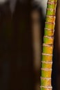 Piece of green and yellow bamboo reed with an unfocused darker background