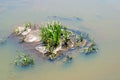 A piece of land with grass in the middle of the river. Shallowed riverbank reminiscent of global warming and lack of fresh river w Royalty Free Stock Photo