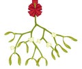 Piece of mistletoe