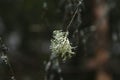 A piece of moss or lichen detached from the tree and hangs in the air on a thin twig