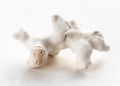 piece of natural white coral closeup on white Royalty Free Stock Photo