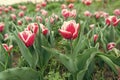 Piece of nature. Floral banner for floristry shop. pink field of tulips, Netherlands. bulb field in springtime. harmony Royalty Free Stock Photo