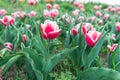 Piece of nature. Floral banner for floristry shop. pink field of tulips, Netherlands. bulb field in springtime. harmony Royalty Free Stock Photo