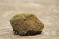 Piece of old brick covered with mosses laying on a concrete floor exposed to sunlight on a bright day Royalty Free Stock Photo