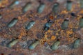 Old engine car part. Rusty iron surface. The rust on steel Texture.