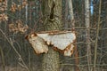 A piece of an old gray bucket in brown rust hanging Royalty Free Stock Photo