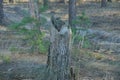 A piece of old one gray broken tree stands in dry grass Royalty Free Stock Photo