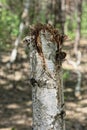 a piece of old one white broken tree birch Royalty Free Stock Photo
