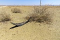 Piece of old tire in a dry bush alongside a desert road on a hot sunny day with telephone poles in background Royalty Free Stock Photo