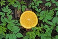 a piece of one fresh orange lies among the green leaves Royalty Free Stock Photo