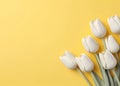 a piece of paper and white tulips on a yellow background, an isolated background,