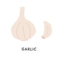 A piece of peeled garlic clove and fresh raw whole bulb of aromatic vegetables. Colored simple hand-drawn doodle style