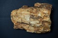 Piece of petrified wood from Patagonia - older than 65 million years - on a black background Royalty Free Stock Photo