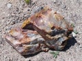 Piece of Petrified Wood in Petrified Forest National Park