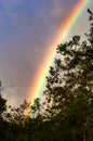 Piece of the rainbow shows behind the forest