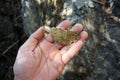 A piece of raw serpentinite metamorphic rock in a hand.