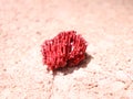 piece of red coral that forms pink sand at the Kaimana Pink Sand Beach tourist location Royalty Free Stock Photo