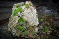 A piece of rock from the sea, covered with shells and colorful succulents