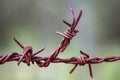 Piece of rusted barbed wire