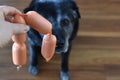 piece of sausage in front of a dog's muzzle
