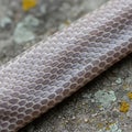 Piece of snake skin showcasing overlapping, translucent, hexagonal scales Royalty Free Stock Photo
