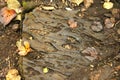 piece of stylized vulcanized stone on the forest floor