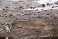 Piece of trunk of dead tree with traces of inhabitants Royalty Free Stock Photo