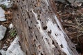 Piece of trunk of dead tree with traces of inhabitants Royalty Free Stock Photo