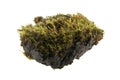 Piece of turf and moss isolated on white Royalty Free Stock Photo