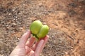 Piece of ugly fruit, deformed persimmon