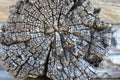 Cut of an old tree with annual rings on it. Royalty Free Stock Photo