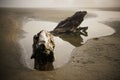 A piece of weathered driftwood lies in a pool of water on a Tofino, Canada Beach on a misty day Royalty Free Stock Photo