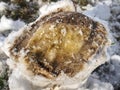 Piece of well pressed snow with horse leg