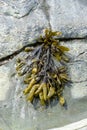 A piece of wet seaweed hanging off of a rock Royalty Free Stock Photo