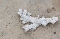 A piece of white coral in the sand on a beach on the beach Royalty Free Stock Photo