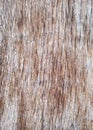 Piece of wood Brown patern used texture